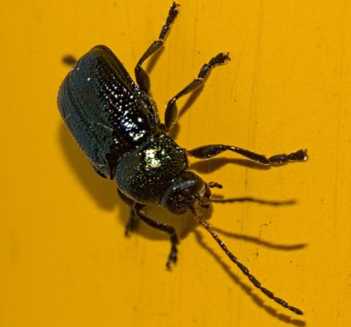 Réf. 343 030 : Cryptocephalus sp.